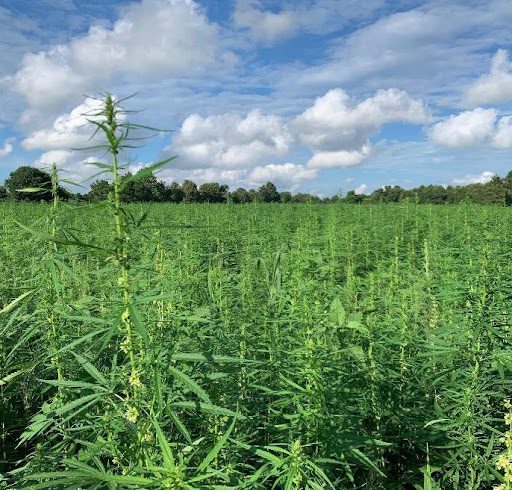 Hemp Stalks